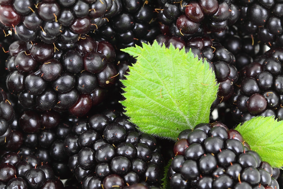 Black blackberry food