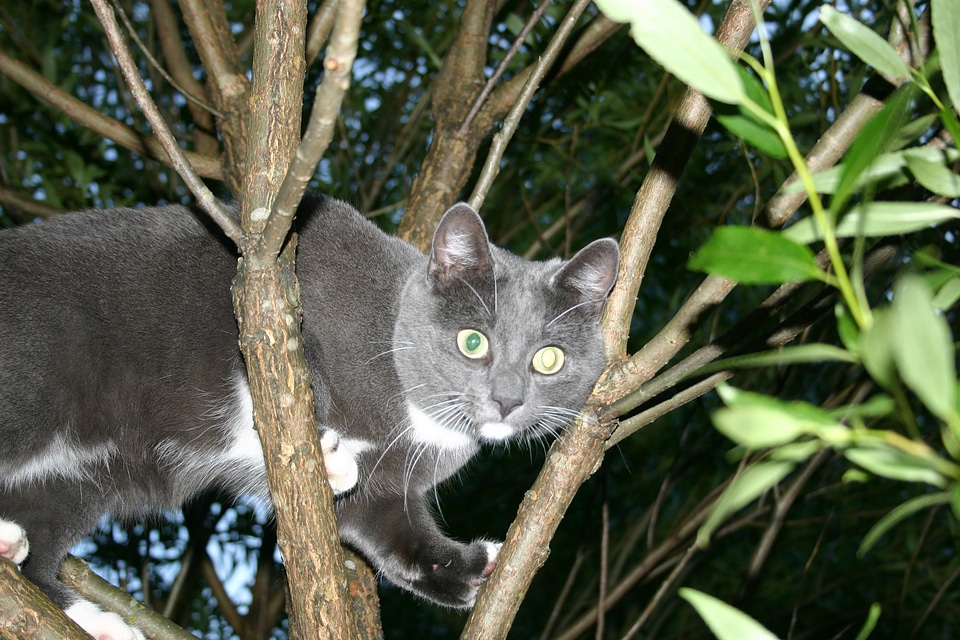 Animal kitty animals