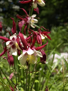 Bloom plant garden plant photo