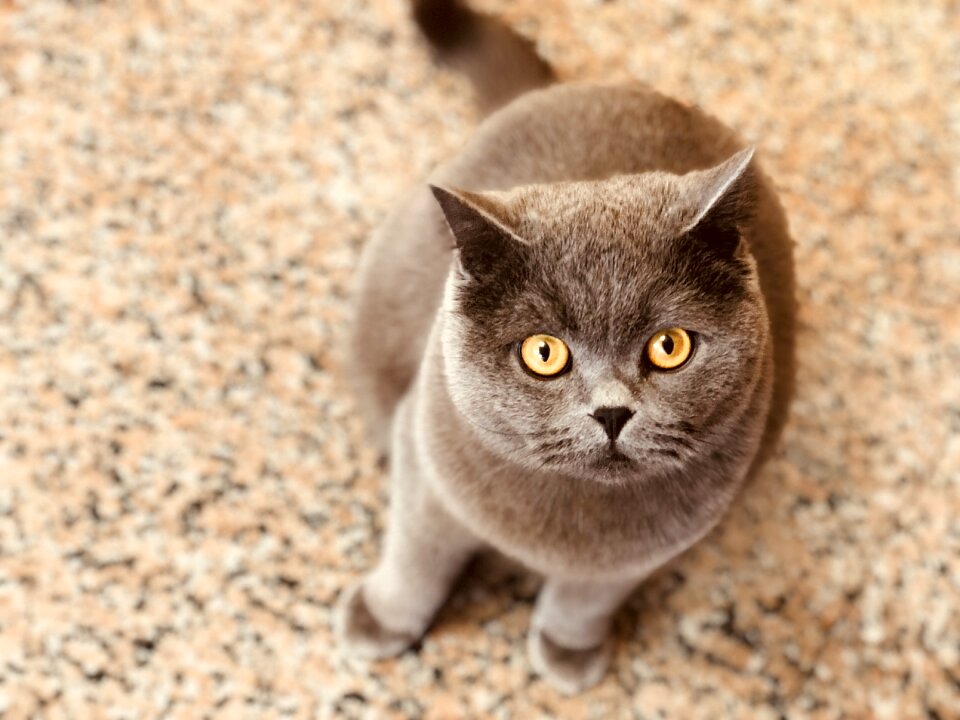 Cat animal