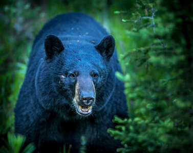 American black bear animal