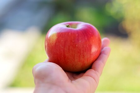 Apple fruits hand