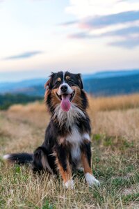 Australian shepherd dog photo