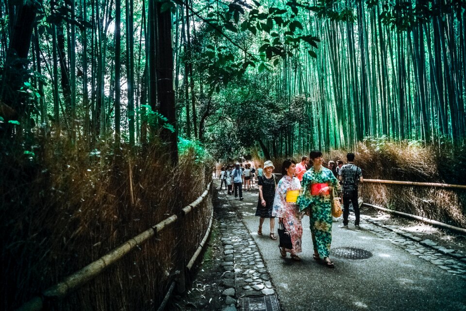 Bamboo forest arashiyama