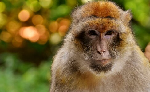 Barbary macaque ape photo