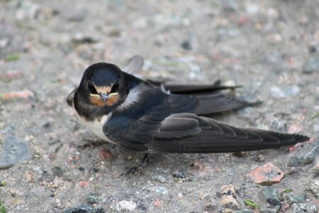 Barn swallow bird photo