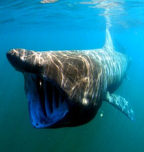 Basking shark animal