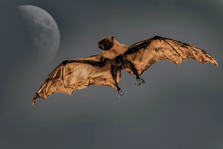 Bat animal moon