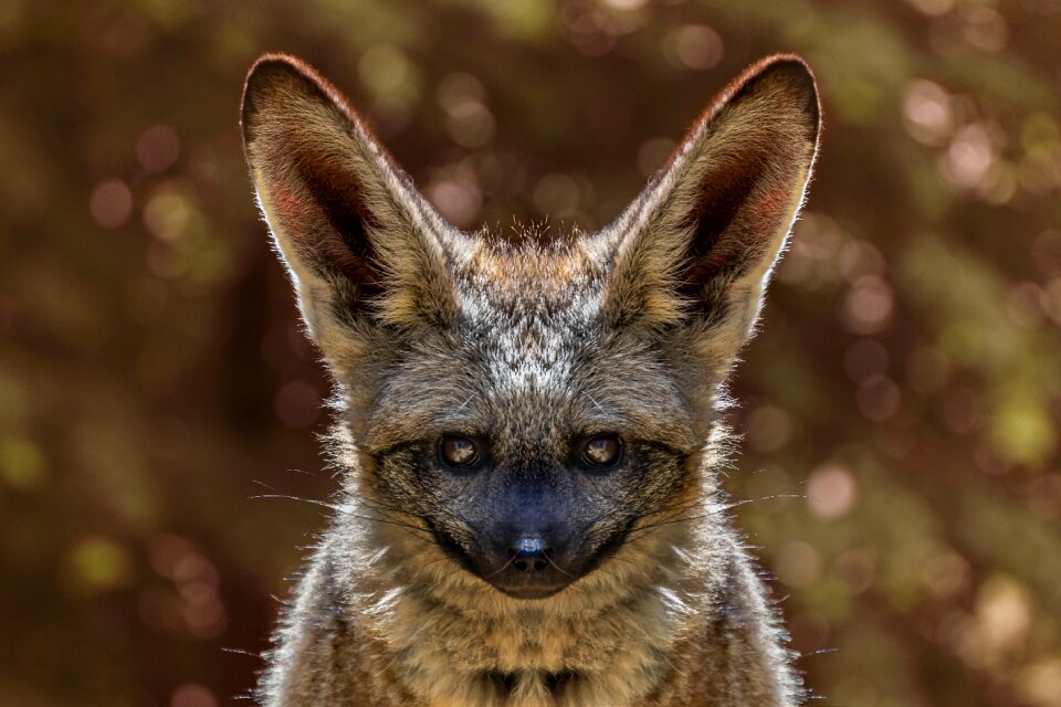 Bat eared fox animal