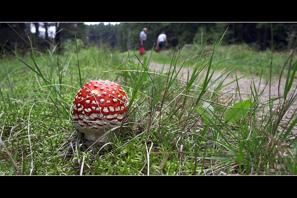 Fly amanita fly wild