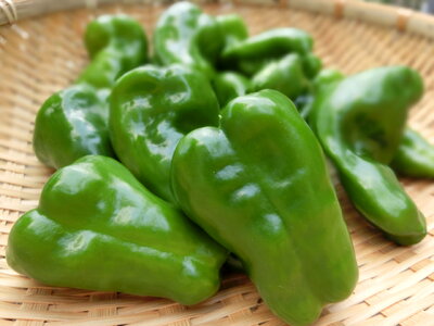 Bell pepper vegetable