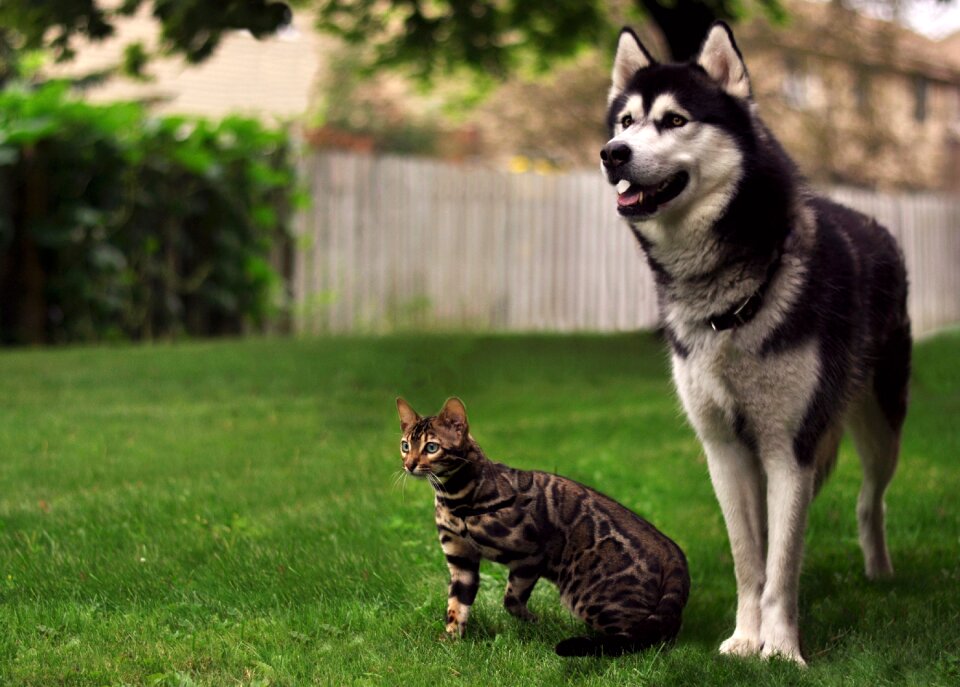 Bengal siberian husky