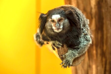Black eared marmoset animal