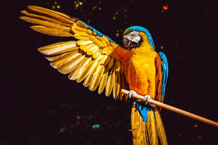 Blue and yellow macaw bird