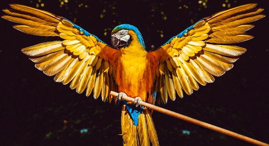 Blue and yellow macaw photo
