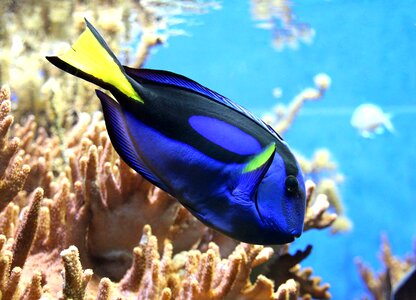 Blue tang fish photo