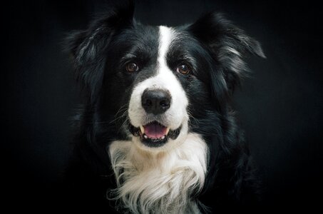 Border collie dog photo