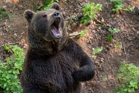 Brown bear animal