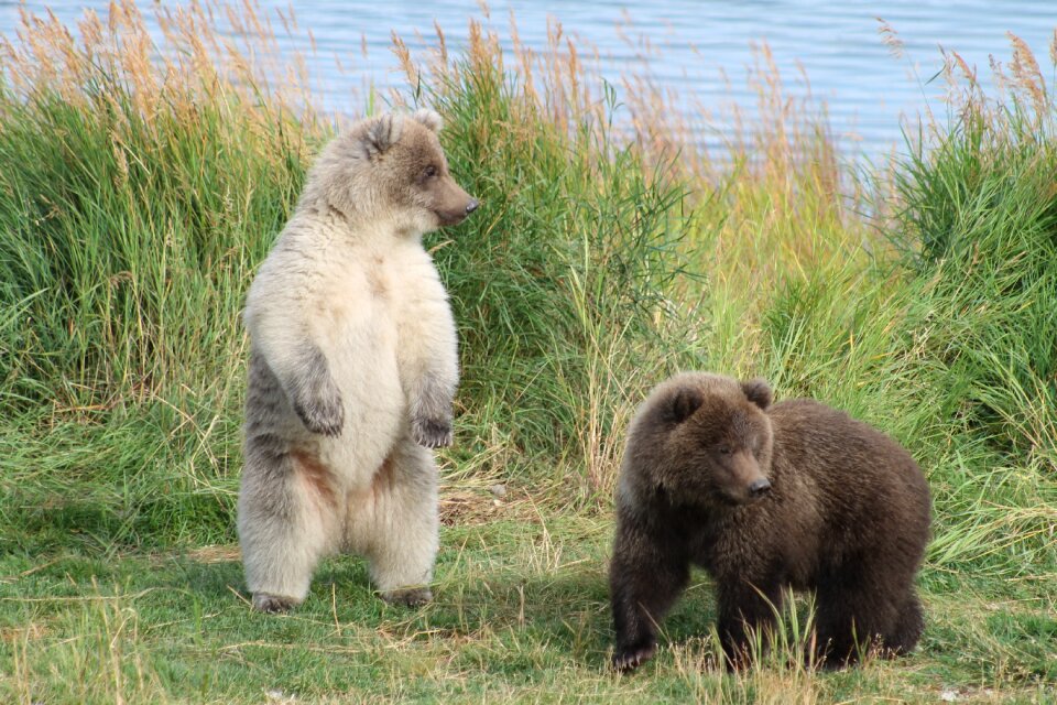 Brown bear cubs animal