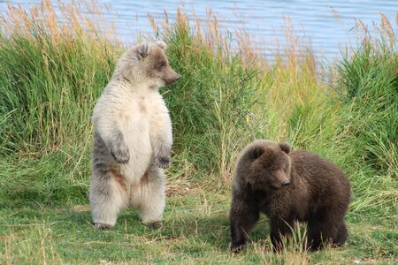 Brown bear cubs animal