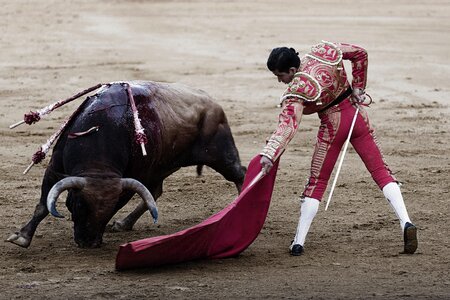 Bullfighting bull bullfighter photo