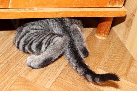 Cat animal hidden