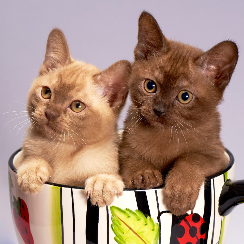 Cat kitten animal