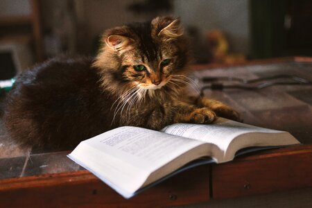 Cat reading book