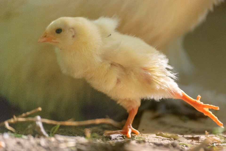 Chicken chick bird photo