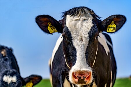 Cow animal
