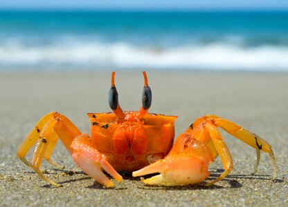 Crab beach