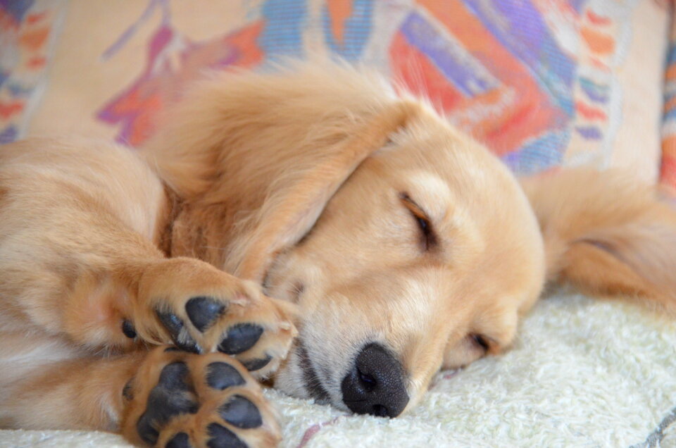 Dachshund dog sleeping