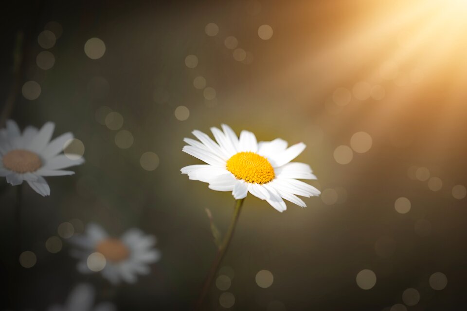 Daisies flower sunshine