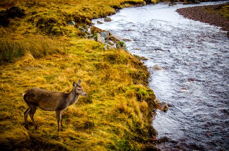 Deer animal river photo