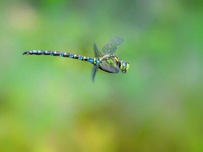 Dragonfly insect