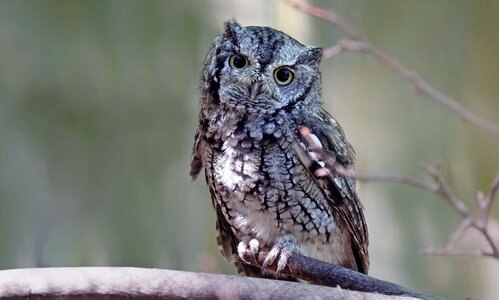 Eastern screech owl photo