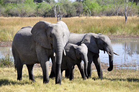 Elephant family animal photo