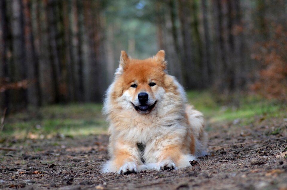 Eurasier dog animal