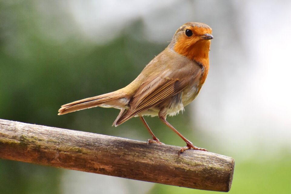 European robin bird