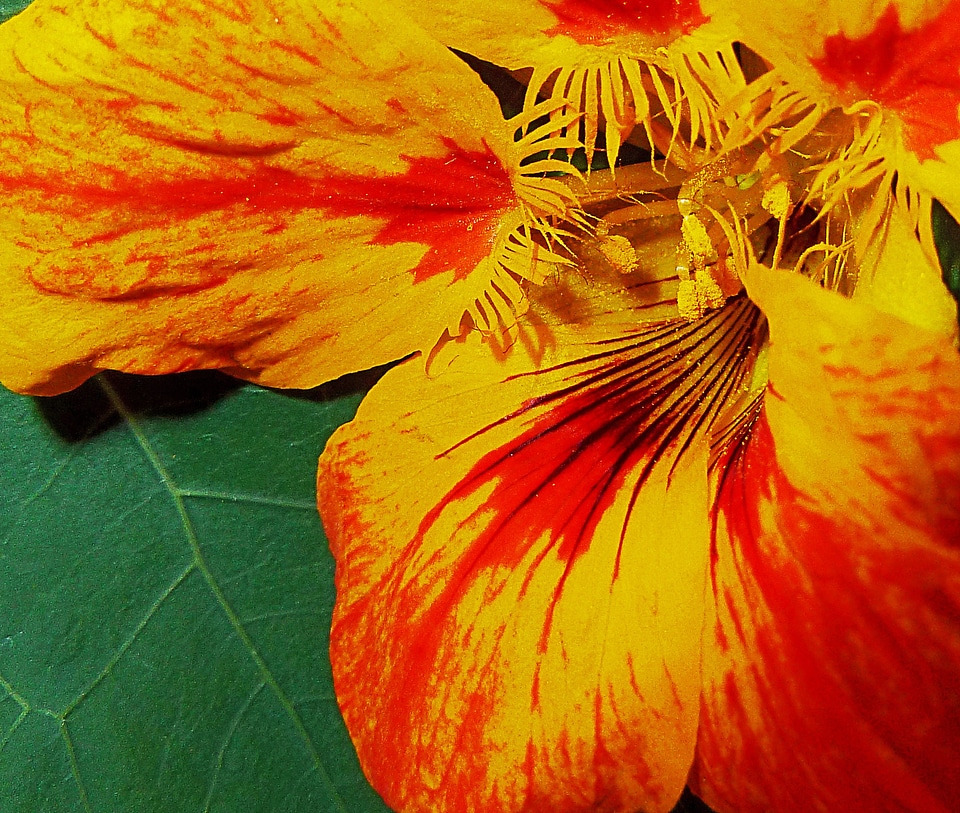 Pollen close-up macro photo