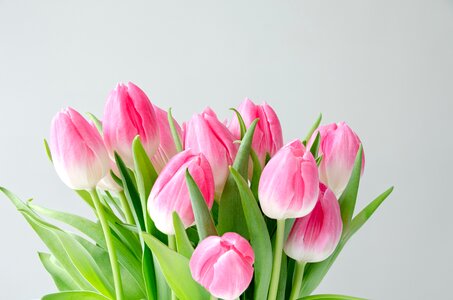 Flower tulip photo