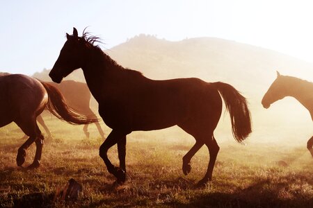 Fog horse animal photo