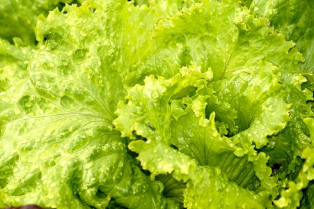 Food vegetable lettuce photo