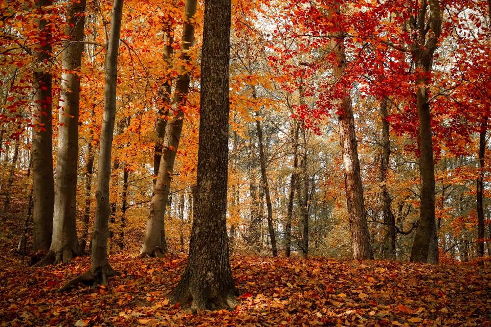 Forest autumn trees