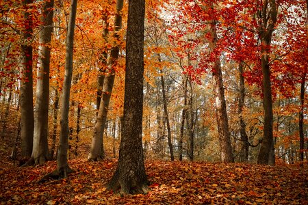 Forest autumn trees