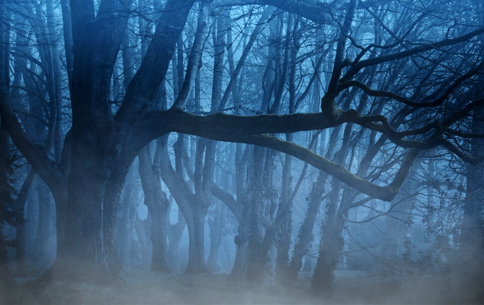 Forest dark fog photo