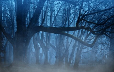 Forest dark fog