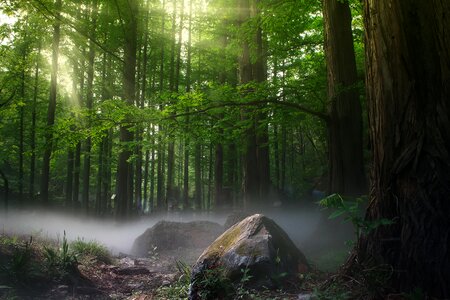 Forest fog sunbeam