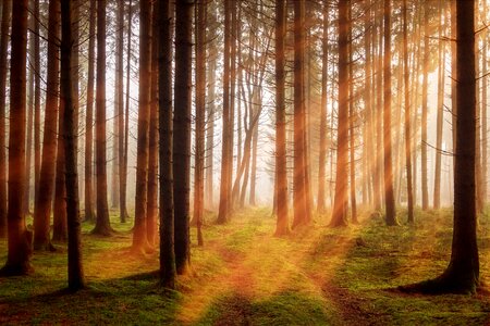 Forest sunbeam trees