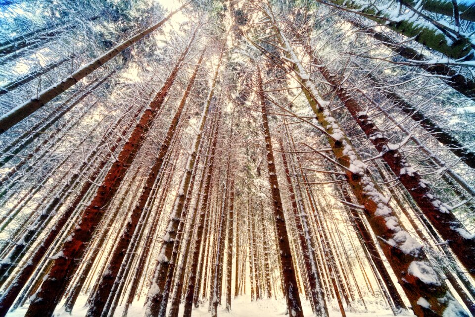 Forest trees snow